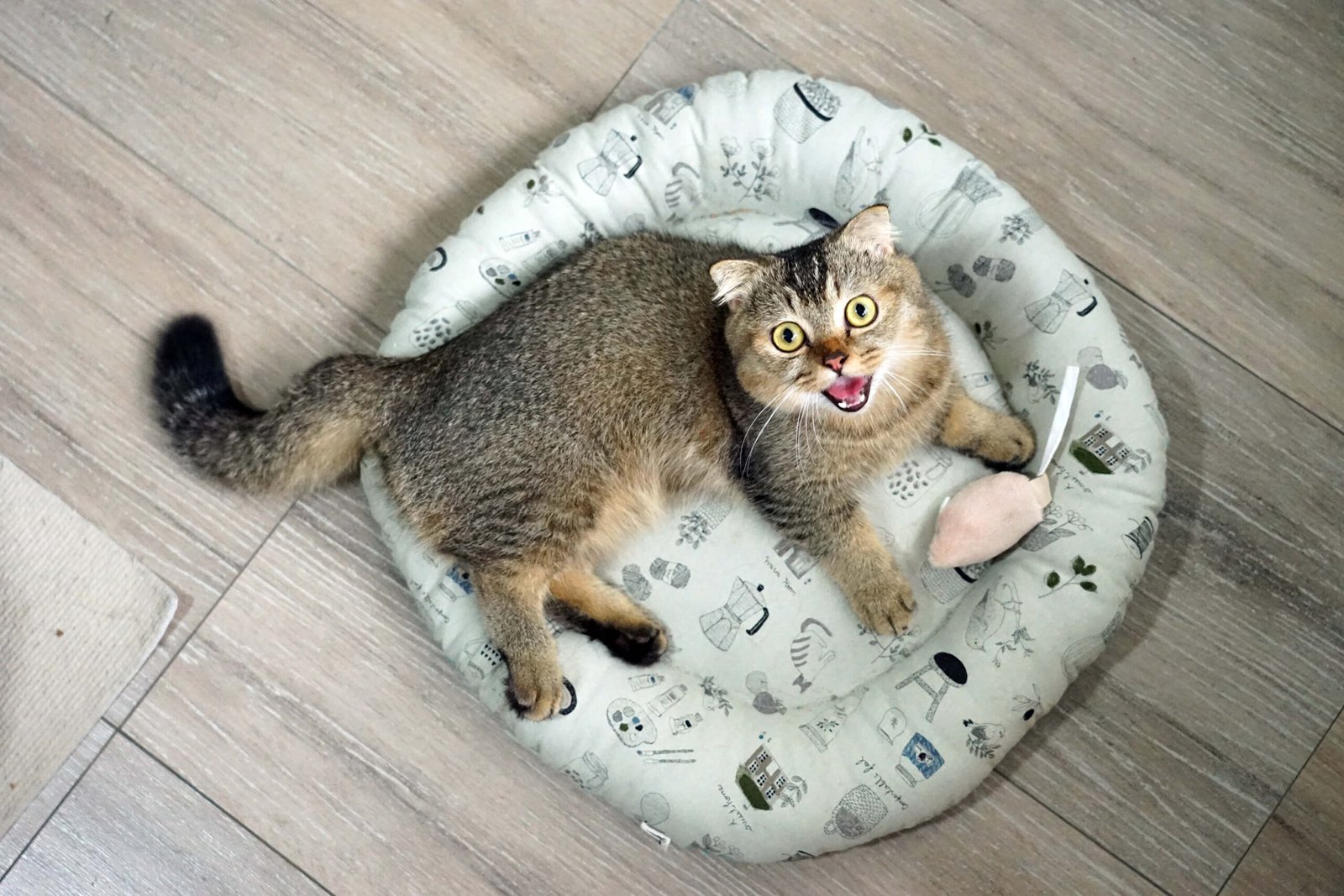 Pet bed